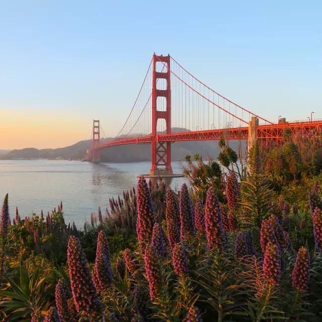 金门大桥(Golden Gate Bridge)는 전경에 큰 꽃이 있는 사진입니다.